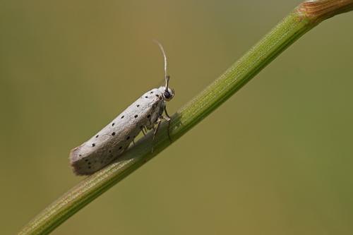 Yponomeuta sp.