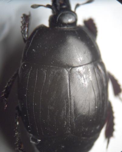 Margarinotus ignobilis