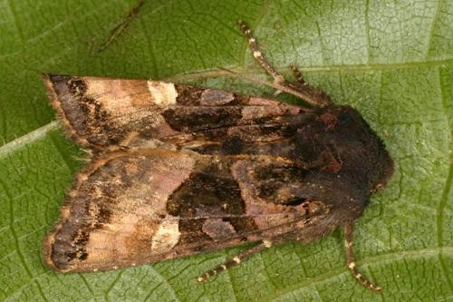 Réf. 22 948 : Euplexia lucipara