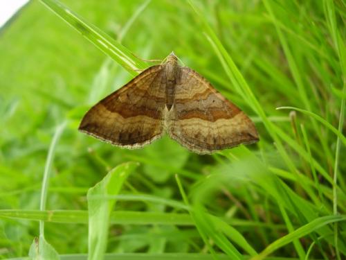 Réf. 22 227 : Scotopteryx chenopodiata