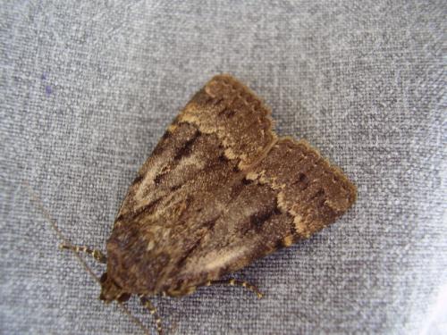 Réf. 22 277 : Amphipyra sp.