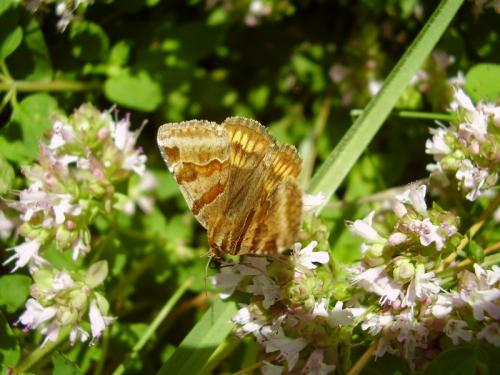 Euclidia glyphica