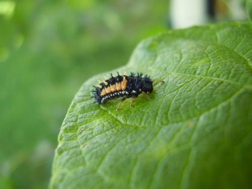 Harmonia axyridis