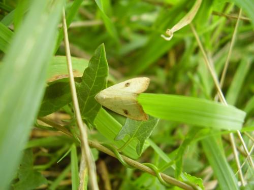 Rivula sericealis