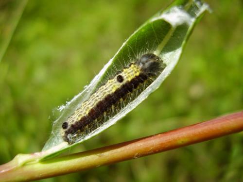 Clostera pigra