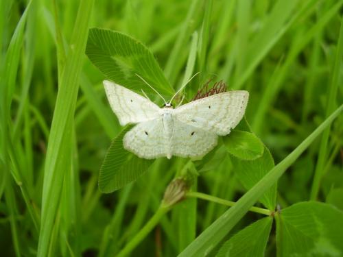 Réf. 22 560 : Scopula immutata