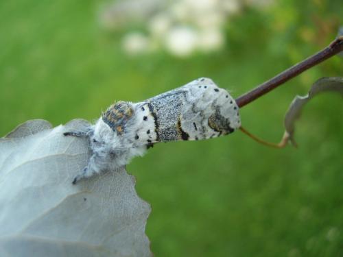 Furcula bifida