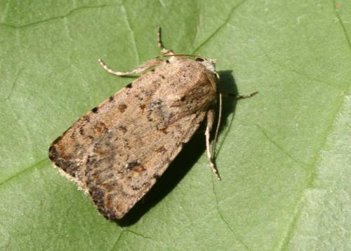 Caradrina sp.