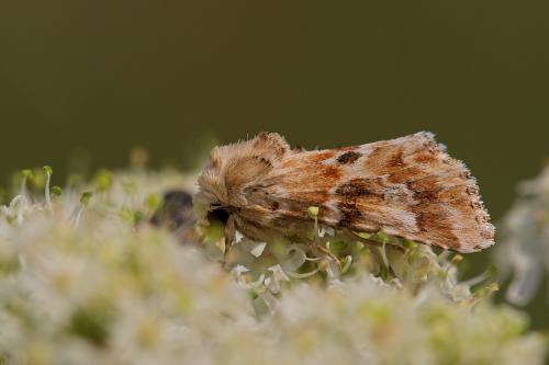 Eremobia ochroleuca