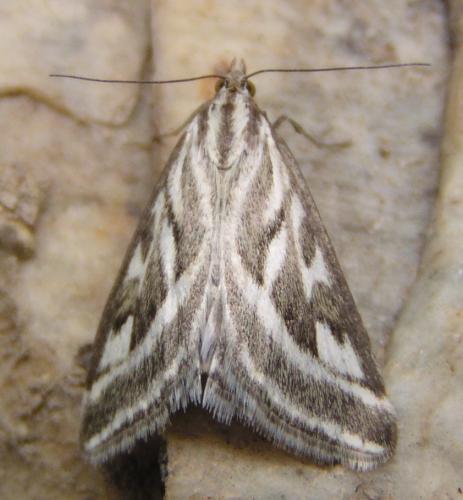 Loxostege aeruginalis