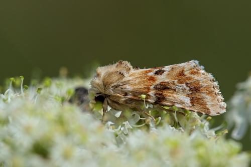 Eremobia ochroleuca