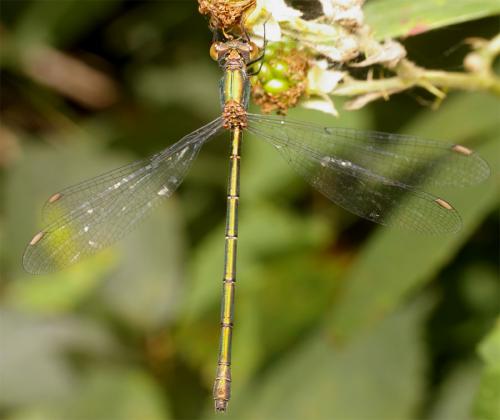 Chalcolestes viridis