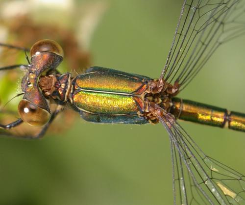 Chalcolestes viridis
