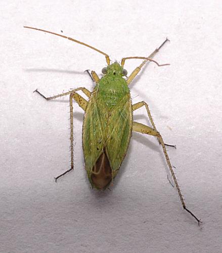 Réf. 22 420 : Oncotylus punctipes
