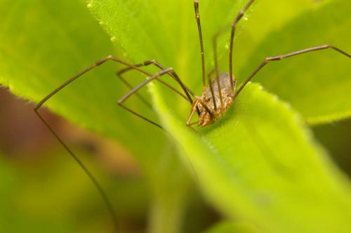 Phalangium opilio