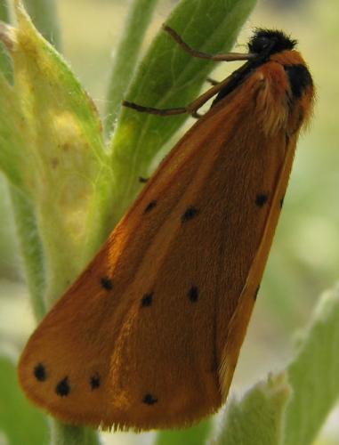 Réf. 22 353 : Setina sp.