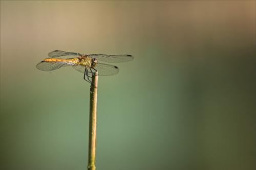 Réf. 22 851 : Sympetrum sanguineum