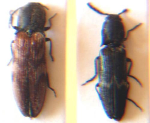 Réf. 22 265 : Diacanthous undulatus