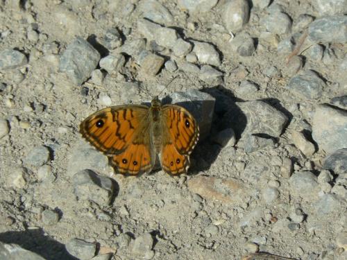 Lasiommata paramegaera