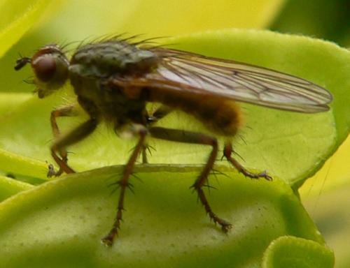 Scathophaga stercoraria