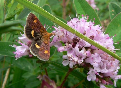 Pyrausta aurata