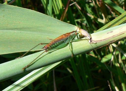Réf. 22 654 : Conocephalus dorsalis