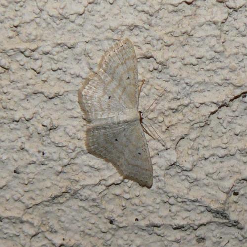 Réf. 22 705 : Scopula immutata