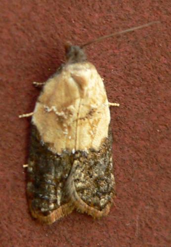 Réf. 22 105 : Acleris variegana