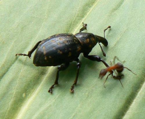Liparus germanus