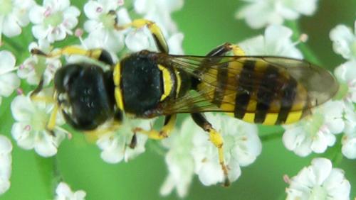 Ectemnius lituratus