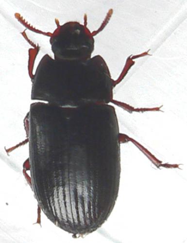 Réf. 22 048 : Alphitobius diaperinus