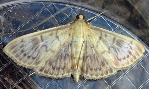Réf. 22 232 : Pleuroptya ruralis