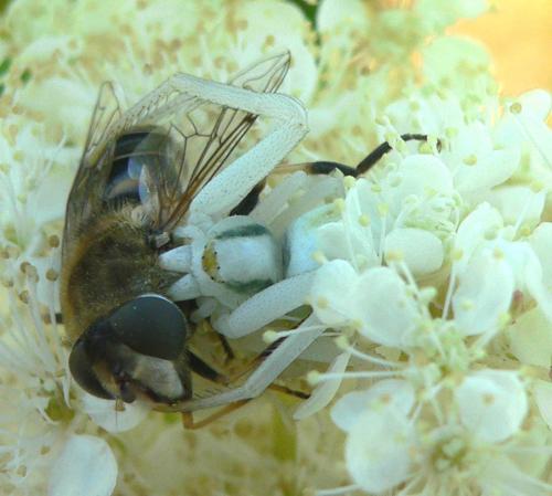 Réf. 22 125 : Misumena vatia
