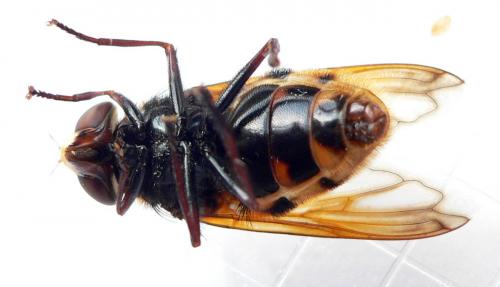 Volucella zonaria