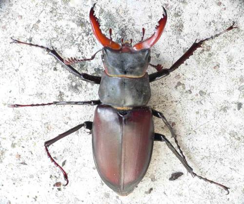 Lucanus cervus