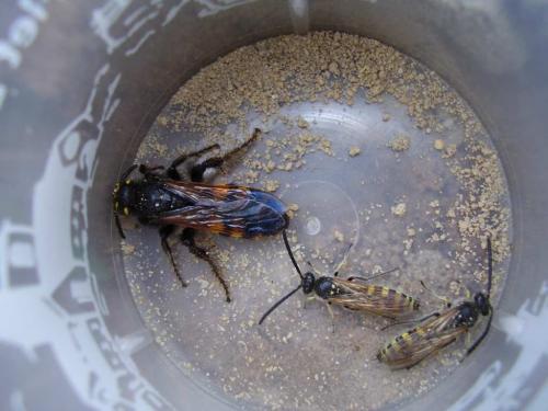 Colpa sexmaculata