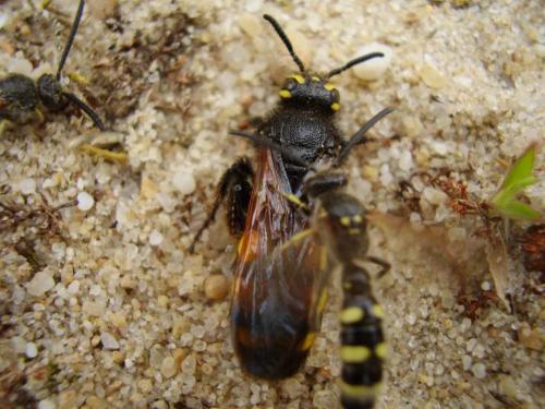 Colpa sexmaculata