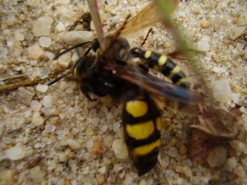 Colpa sexmaculata