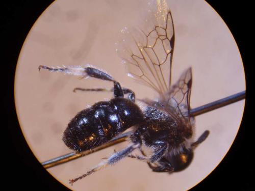 Lasioglossum sp.