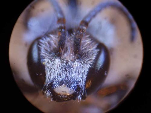 Lasioglossum sp.