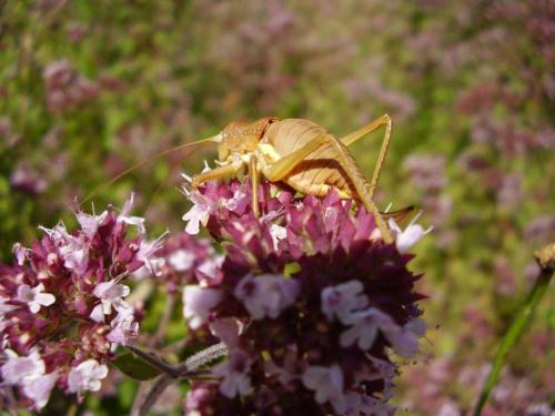Réf. 22 594 : Uromenus rugosicollis