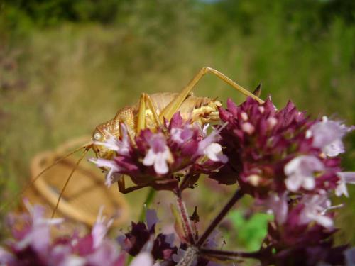 Réf. 22 568 : Uromenus rugosicollis