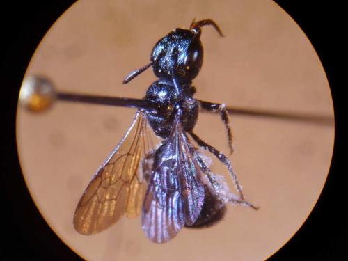 Ceratina cyanea