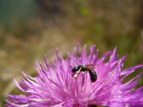 Ceratina cyanea