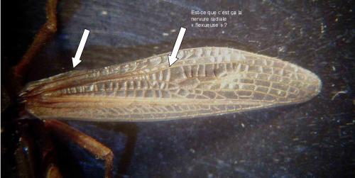 Chorthippus albomarginatus albomarginatus