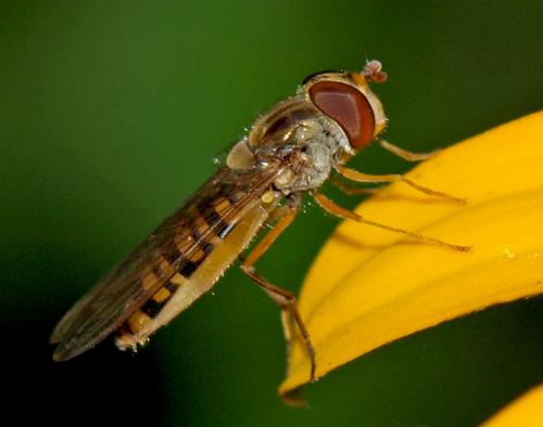 Episyrphus balteatus