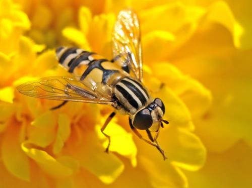 Réf. 22 966 : Helophilus trivittatus