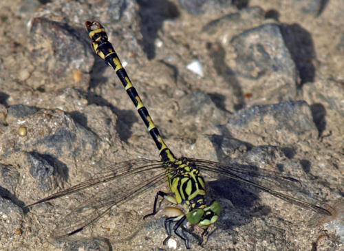 Réf. 22 996 : Onychogomphus forcipatus