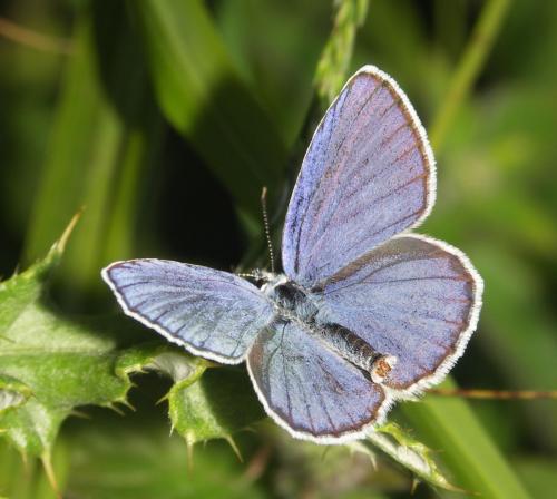 Réf. 22 601 : Plebejus argyrognomon