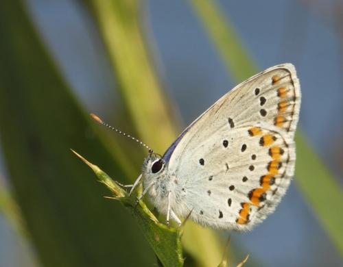 Réf. 22 602 : Plebejus argyrognomon